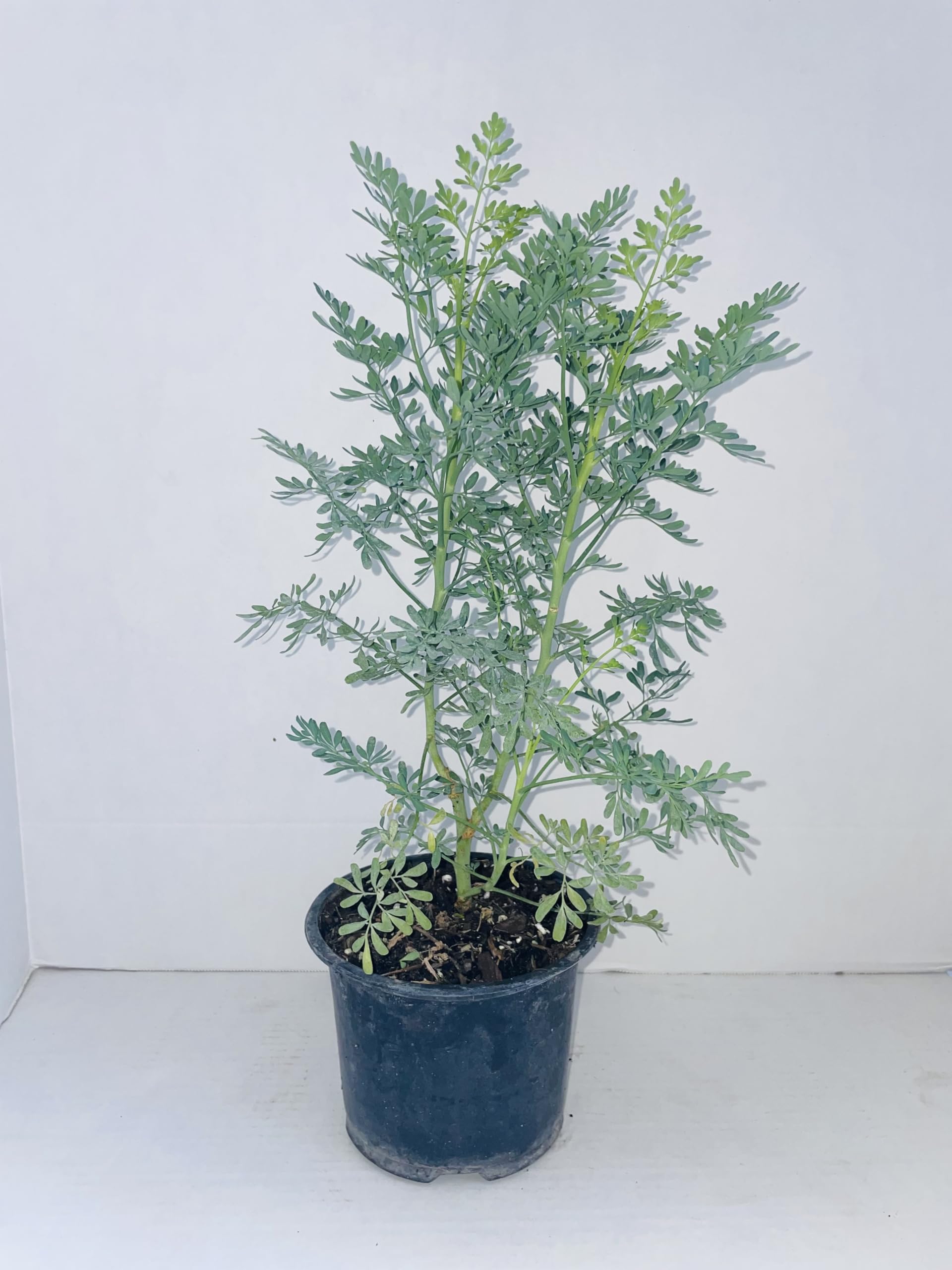 Ruda rue Full Plant with Root 12 inches in a 6 inches Pot