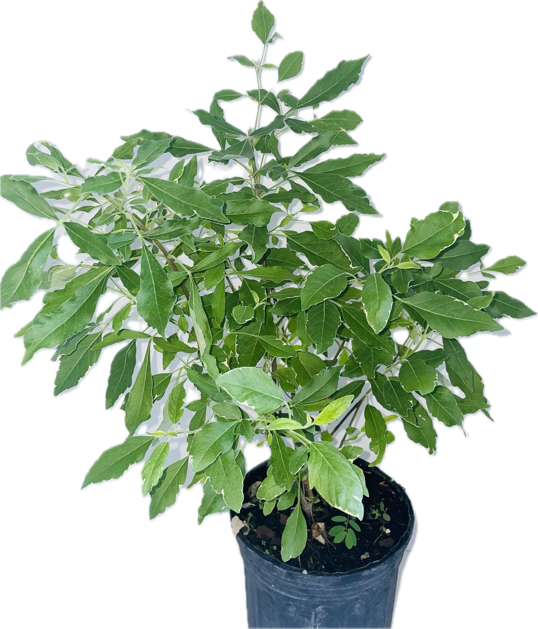 Generic PLANTA DE VENCE BATALLA CON Raiz./ VENCE BATALLA Plant with Roots., green