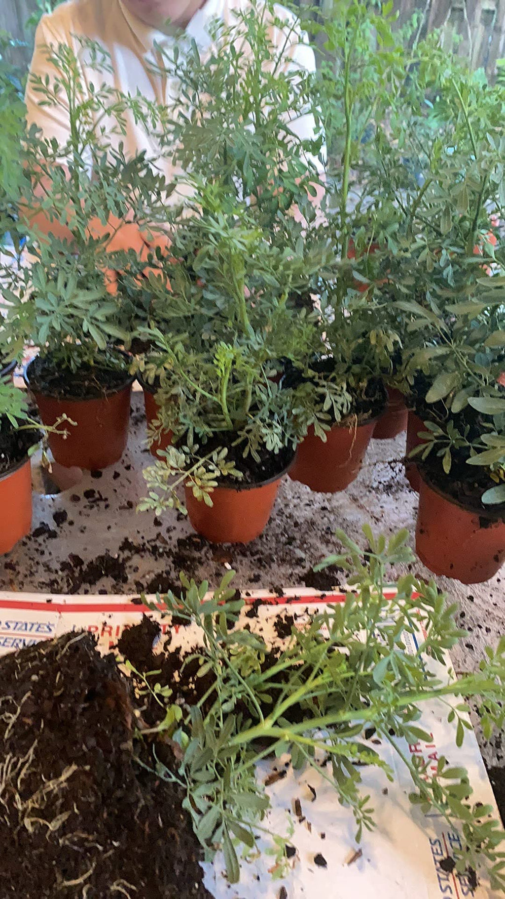 botanica las americas ruda rue Full Plant with Root, GREEN