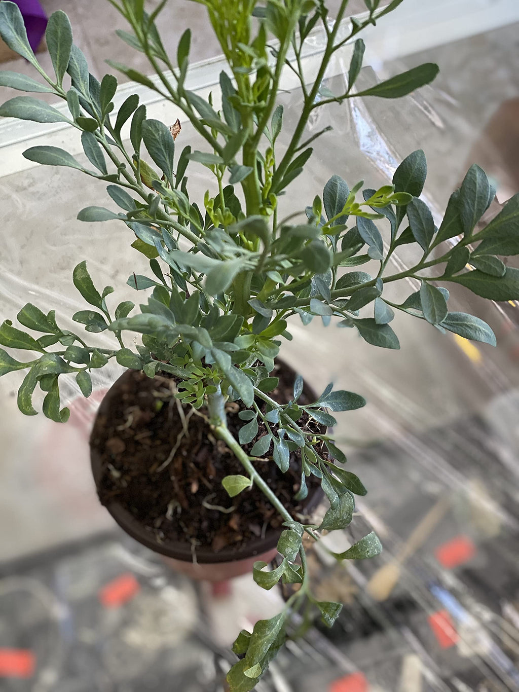 botanica las americas ruda rue Full Plant with Root, GREEN