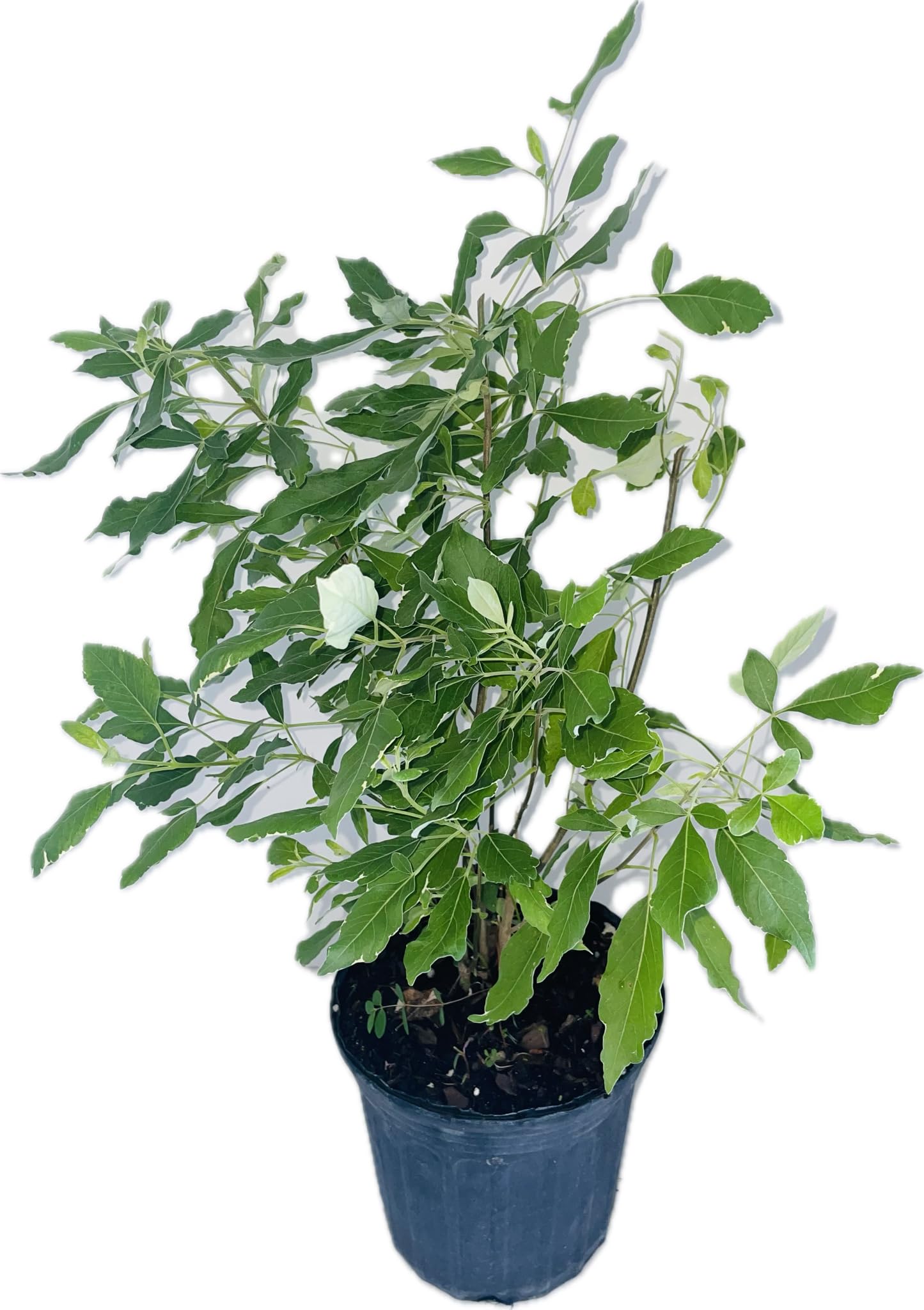 Generic PLANTA DE VENCE BATALLA CON Raiz./ VENCE BATALLA Plant with Roots., green