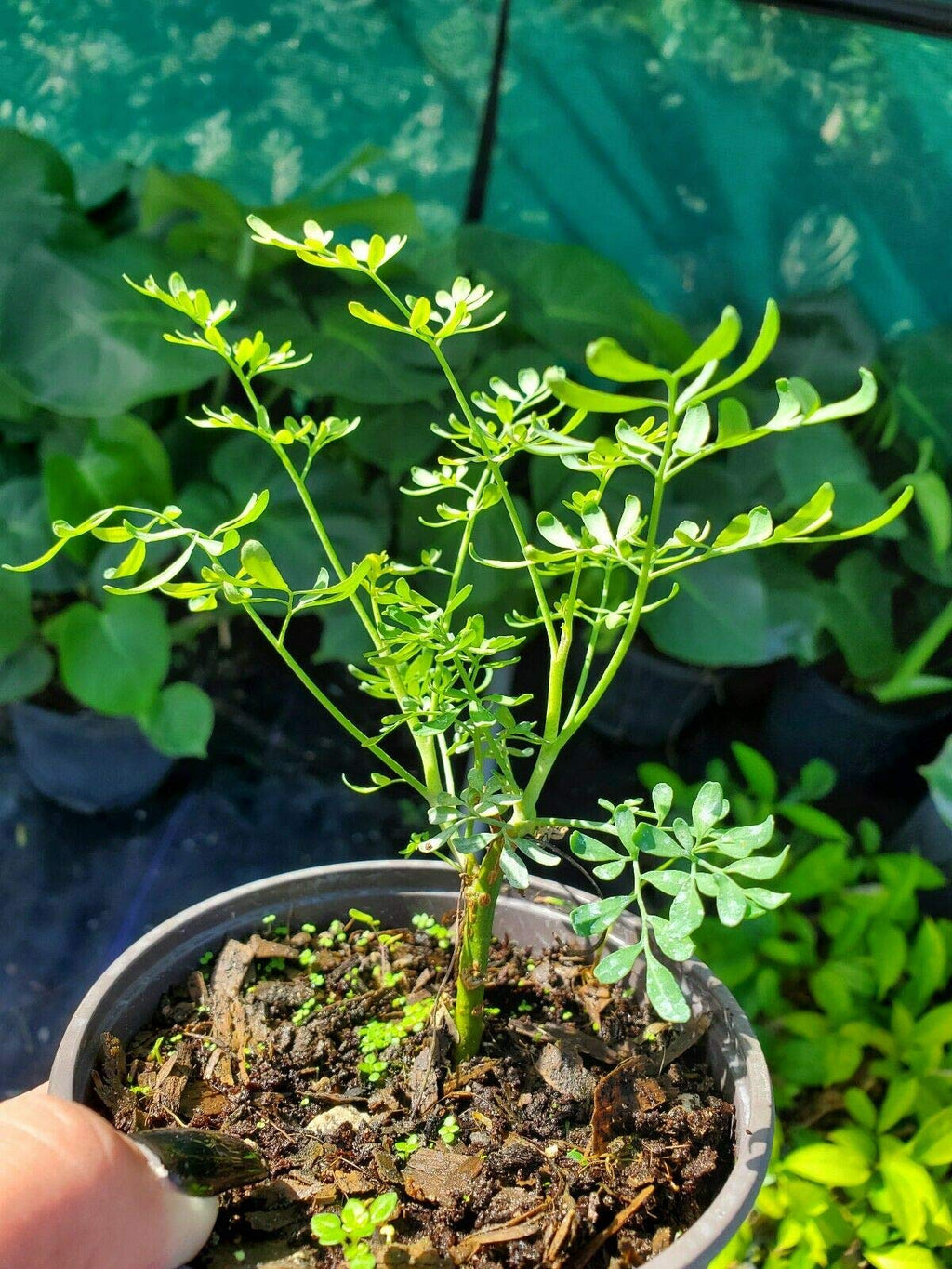 Plant, Ruda Plant Common Rue Ruta graveolens Herb of Grace 5 to 7 inches Tall