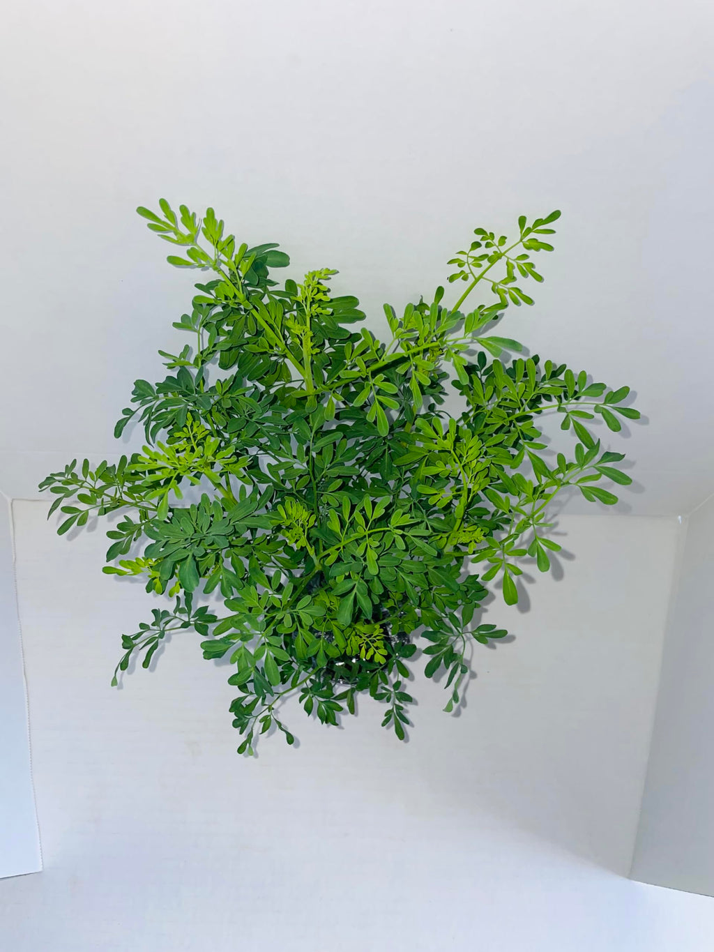 Two (2) Large Live Rue Herb Plants. Big, Healthy, Ready to Grow. Premium Plants, 4” to 8” Tall, in 4” pots. Non GMO. No Neonicotinoids. Edible