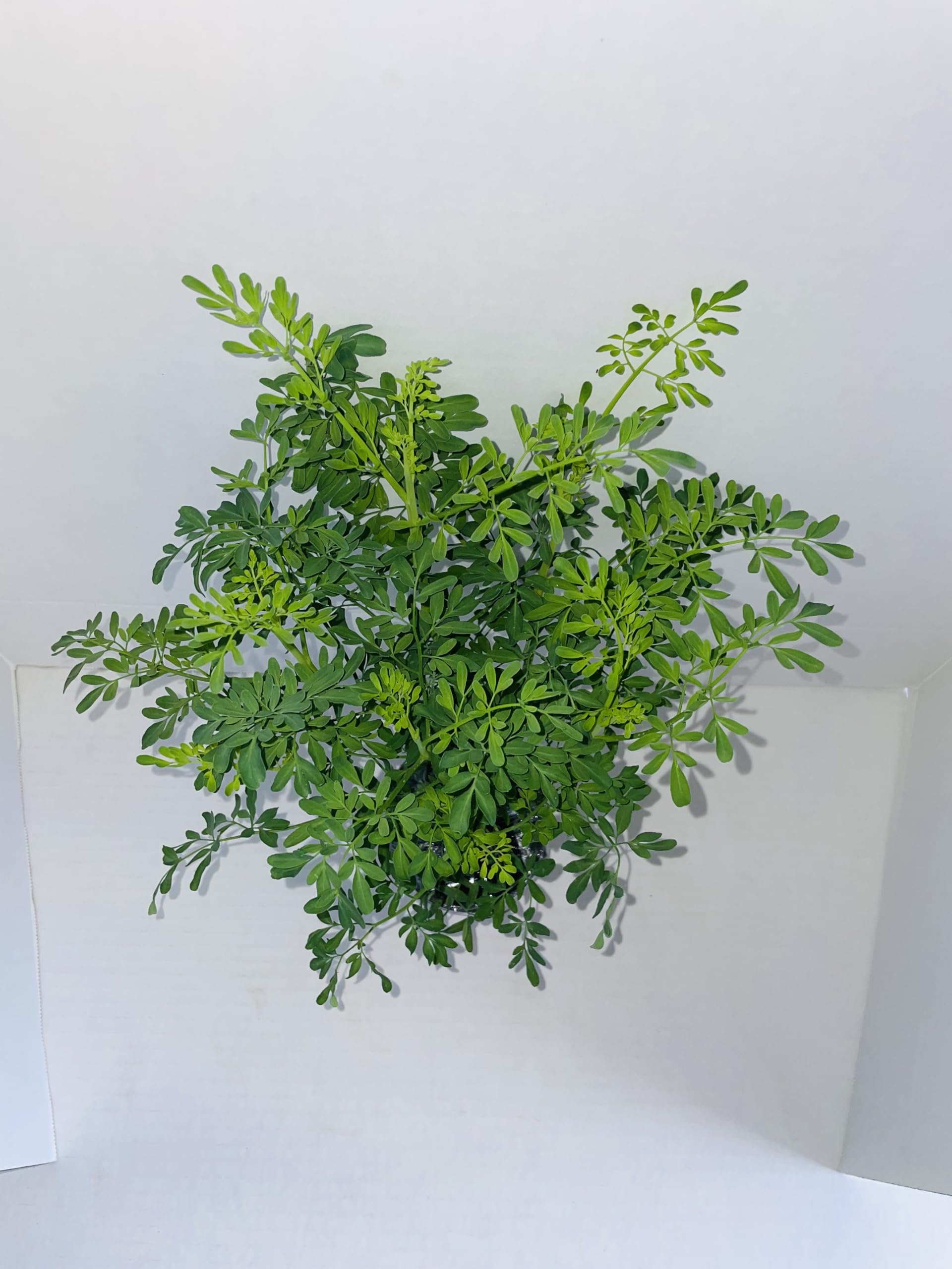 Two (2) Large Live Rue Herb Plants. Big, Healthy, Ready to Grow. Premium Plants, 4” to 8” Tall, in 4” pots. Non GMO. No Neonicotinoids. Edible
