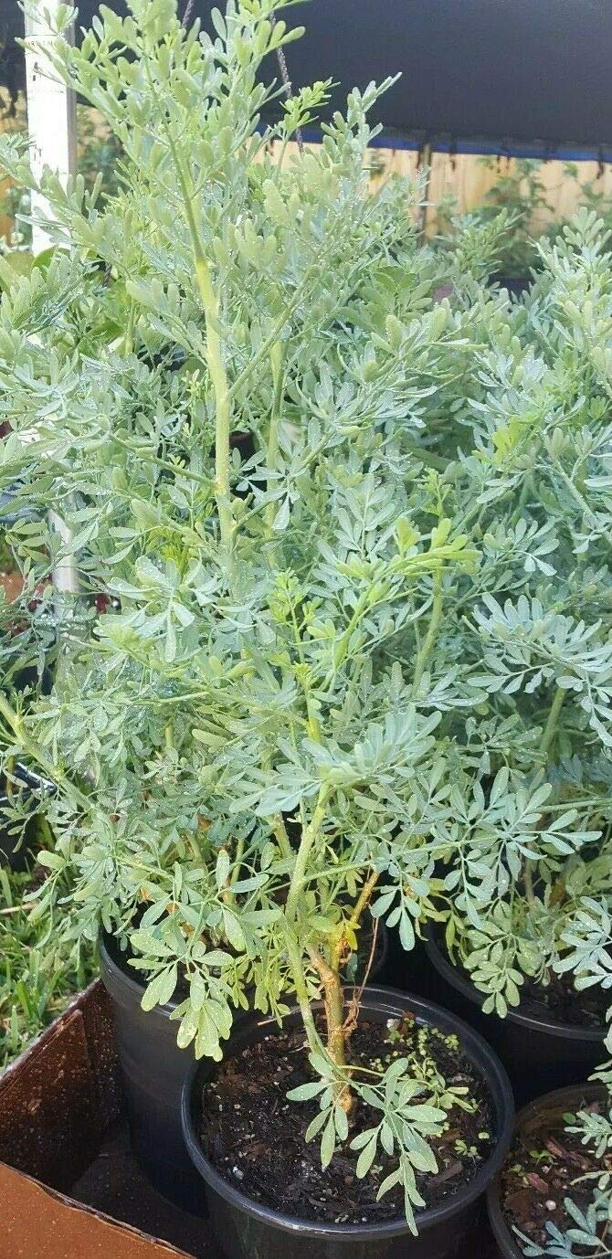 Plant, Ruda Plant Common Rue Ruta graveolens Herb of Grace 5 to 7 inches Tall