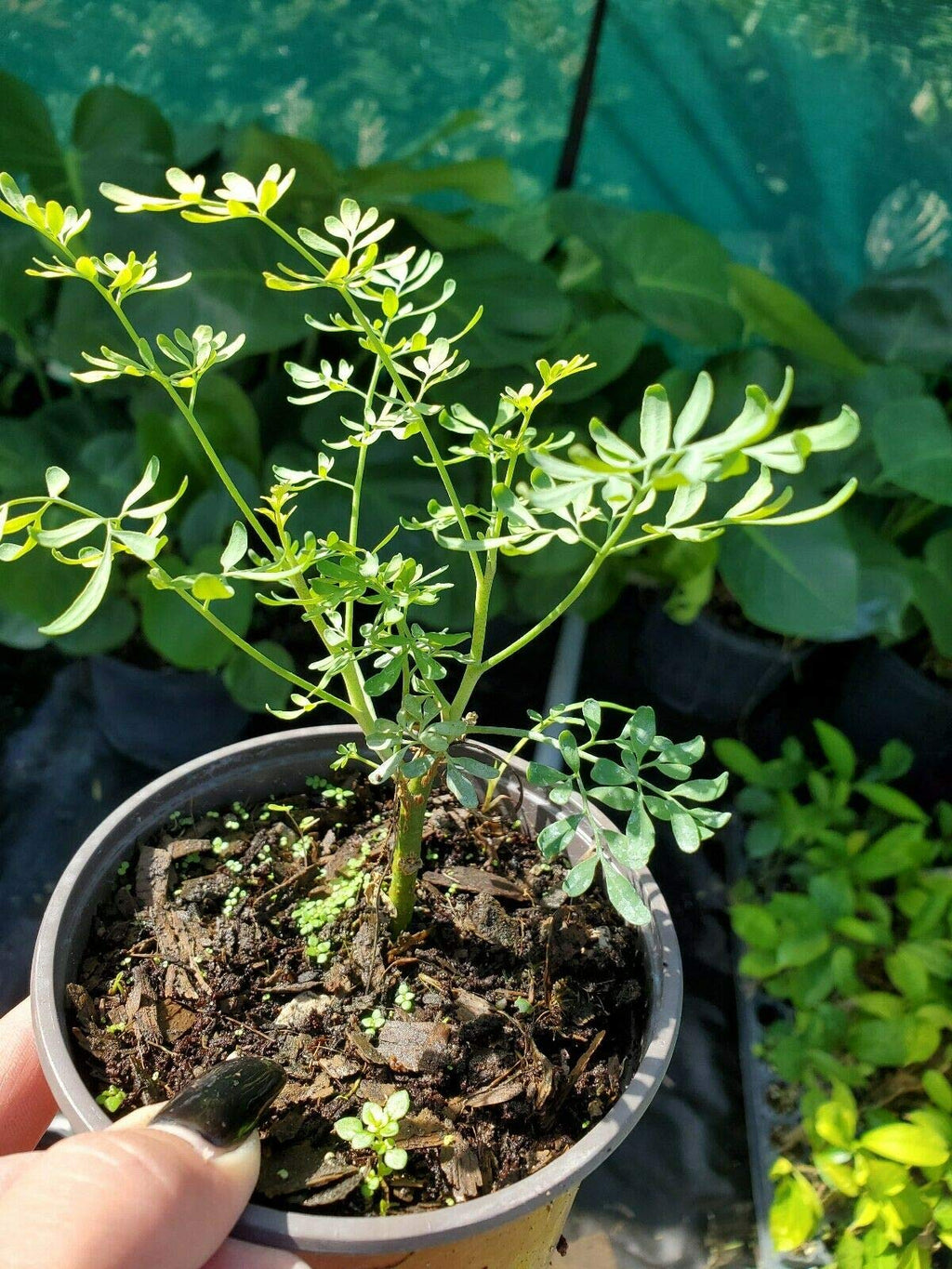 Plant, Ruda Plant Common Rue Ruta graveolens Herb of Grace 5 to 7 inches Tall