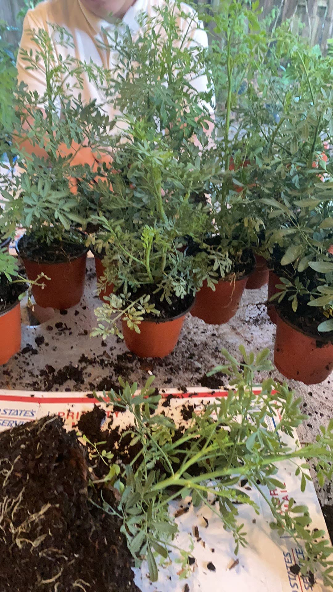 Ruda/Rue Full Plant with Root