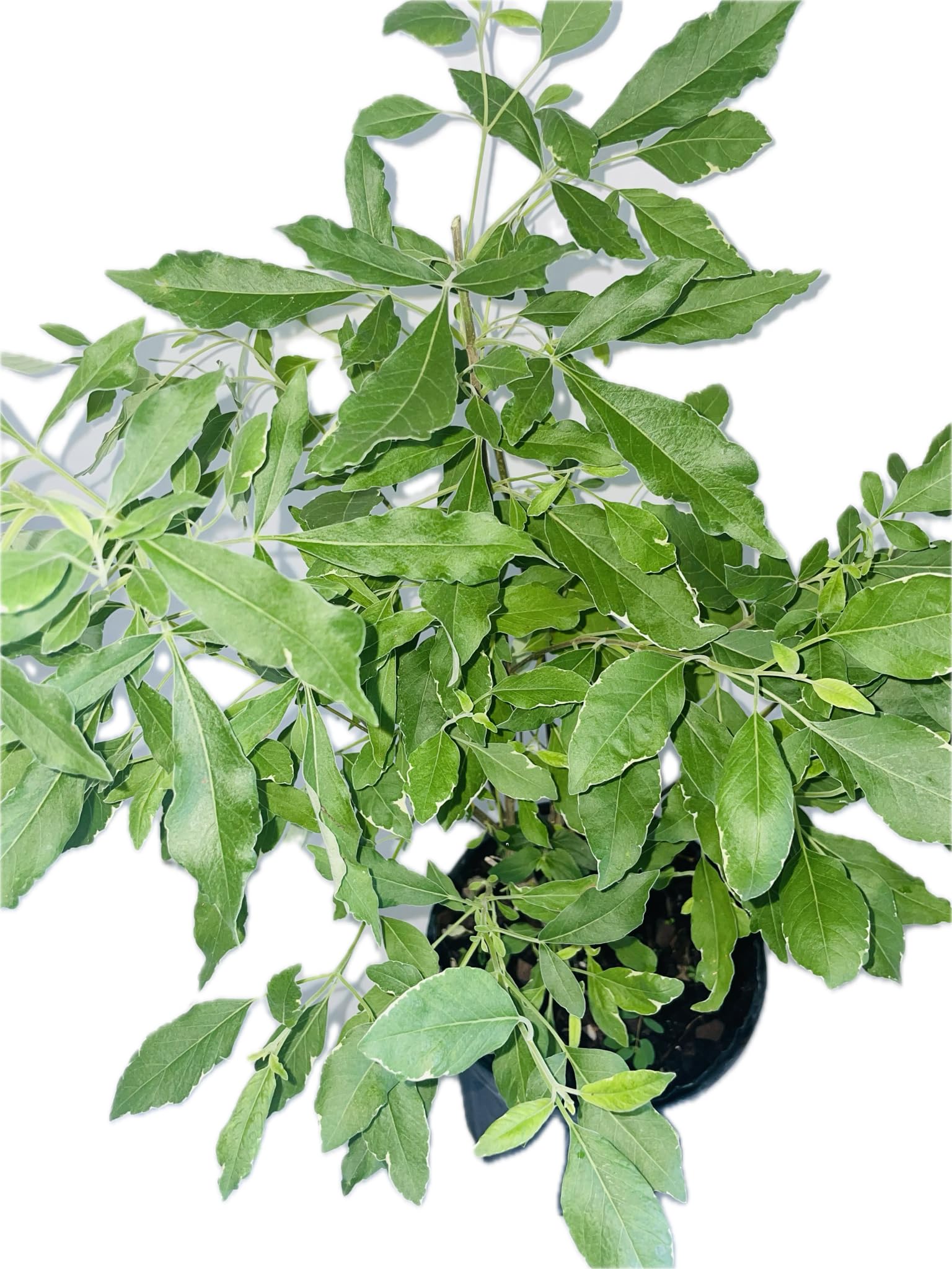 Generic PLANTA DE VENCE BATALLA CON Raiz./ VENCE BATALLA Plant with Roots., green