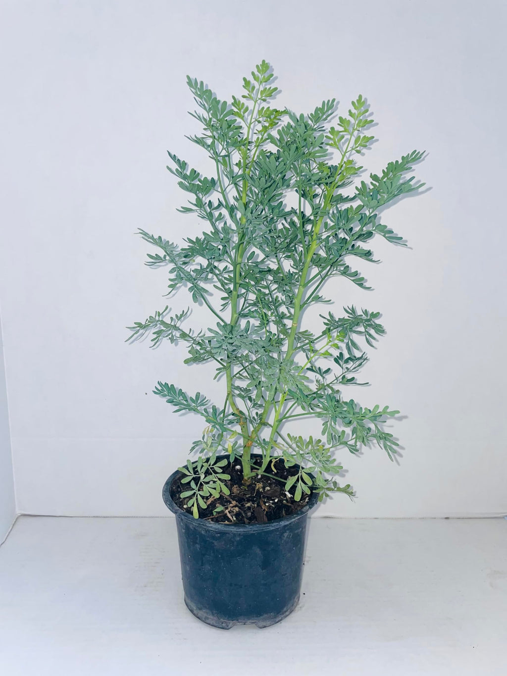 Ruda rue Full Plant with Root 12 inches in a 6 inches Pot