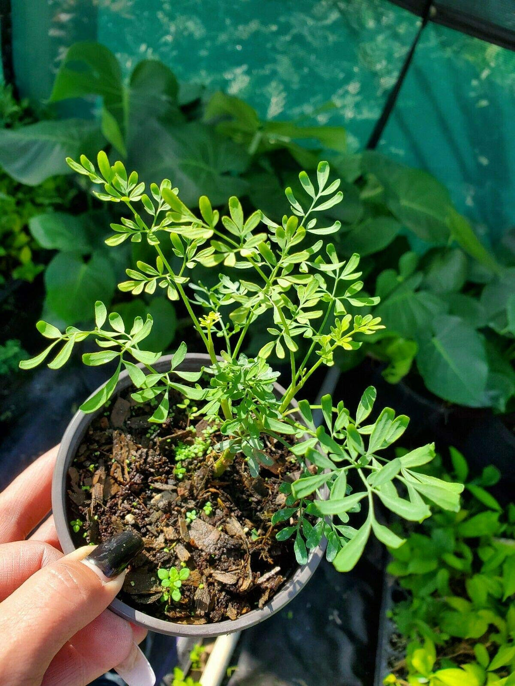 Plant, Ruda Plant Common Rue Ruta graveolens Herb of Grace 5 to 7 inches Tall