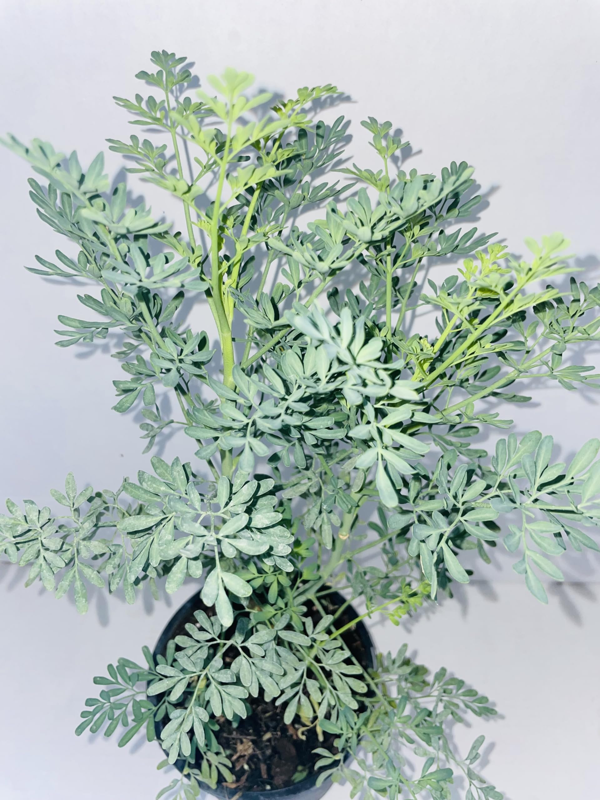 Ruda rue Full Plant with Root 12 inches in a 6 inches Pot