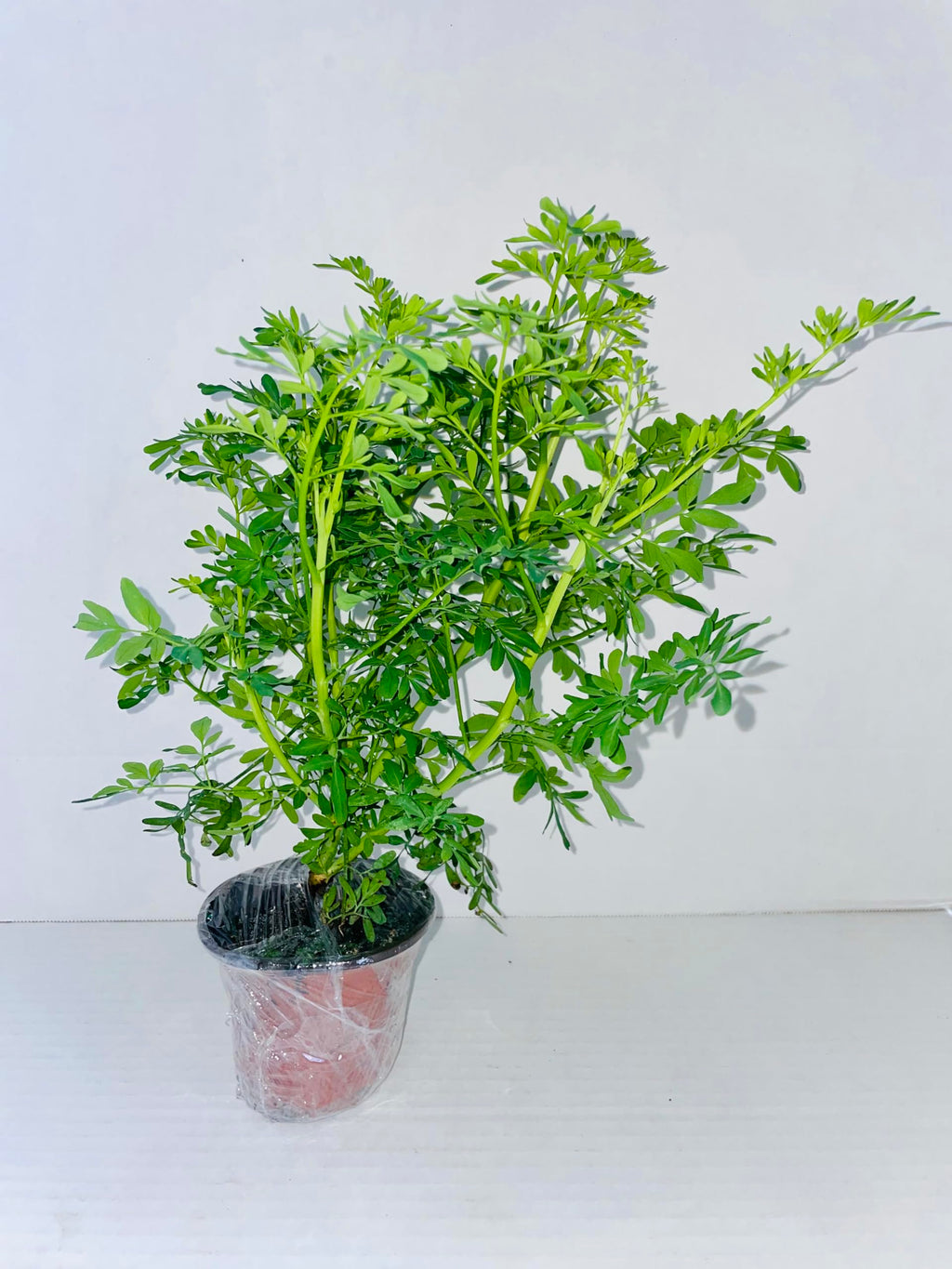 Planta de ruda Natural. /Live Rue Plant.
