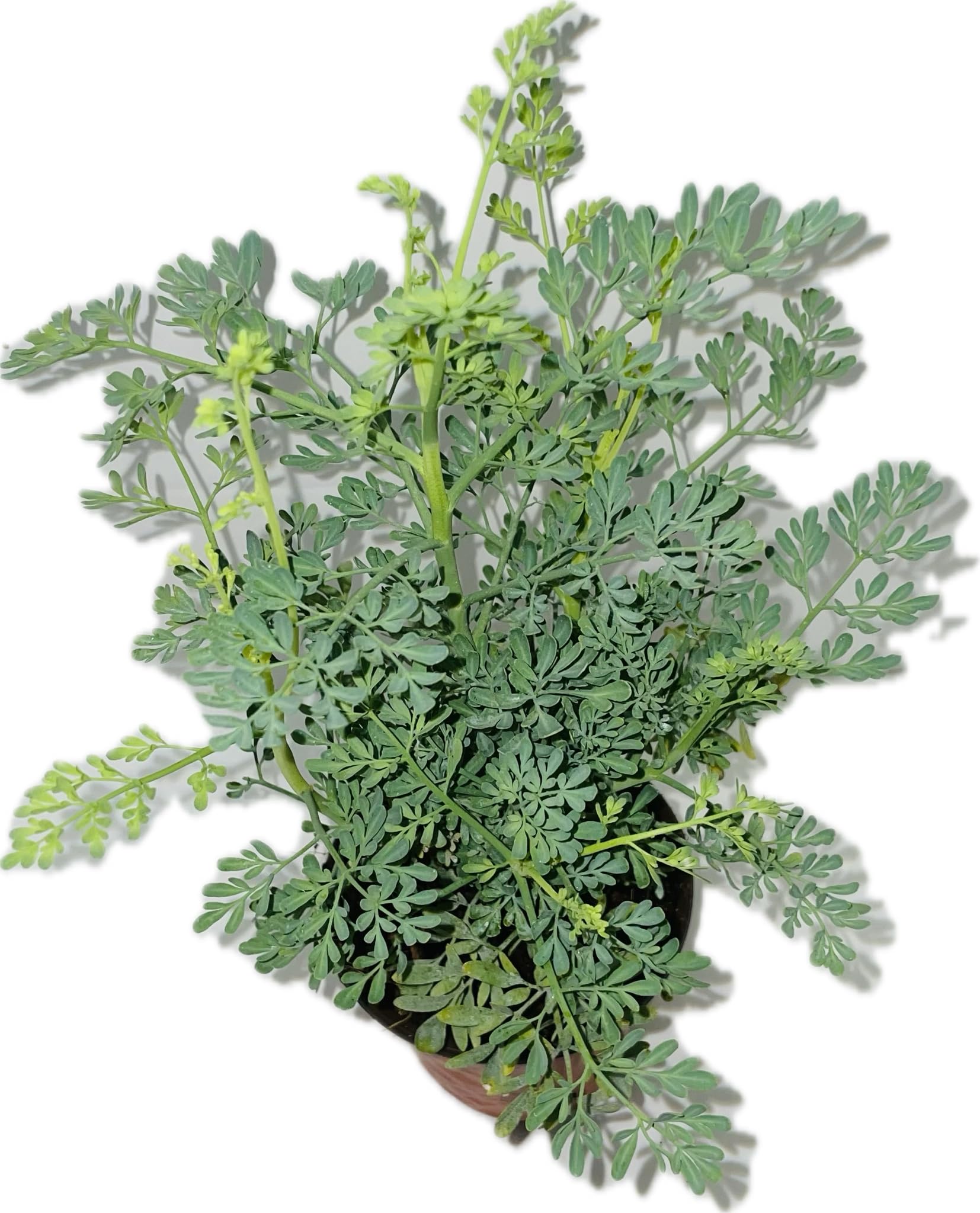 Botanica la Marina RUDA RUE Full Plant with rooth, green