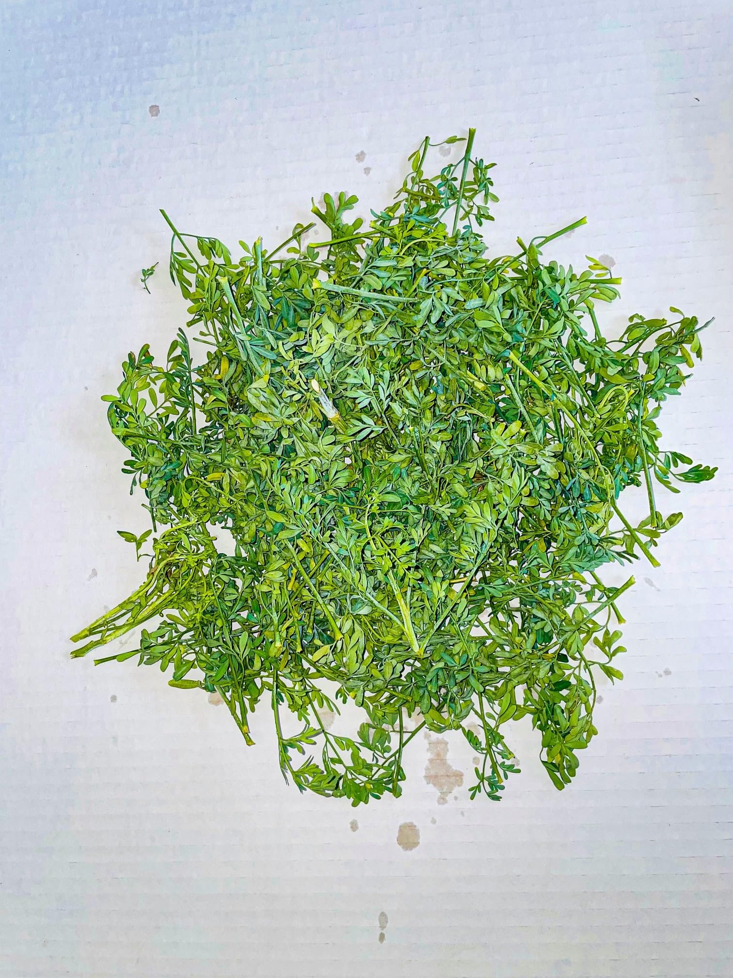 Rue Leaf Cutting