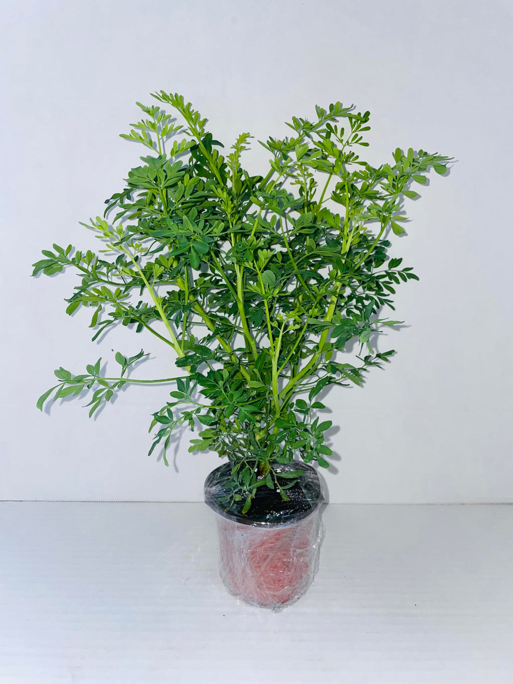 Two (2) Large Live Rue Herb Plants. Big, Healthy, Ready to Grow. Premium Plants, 4” to 8” Tall, in 4” pots. Non GMO. No Neonicotinoids. Edible