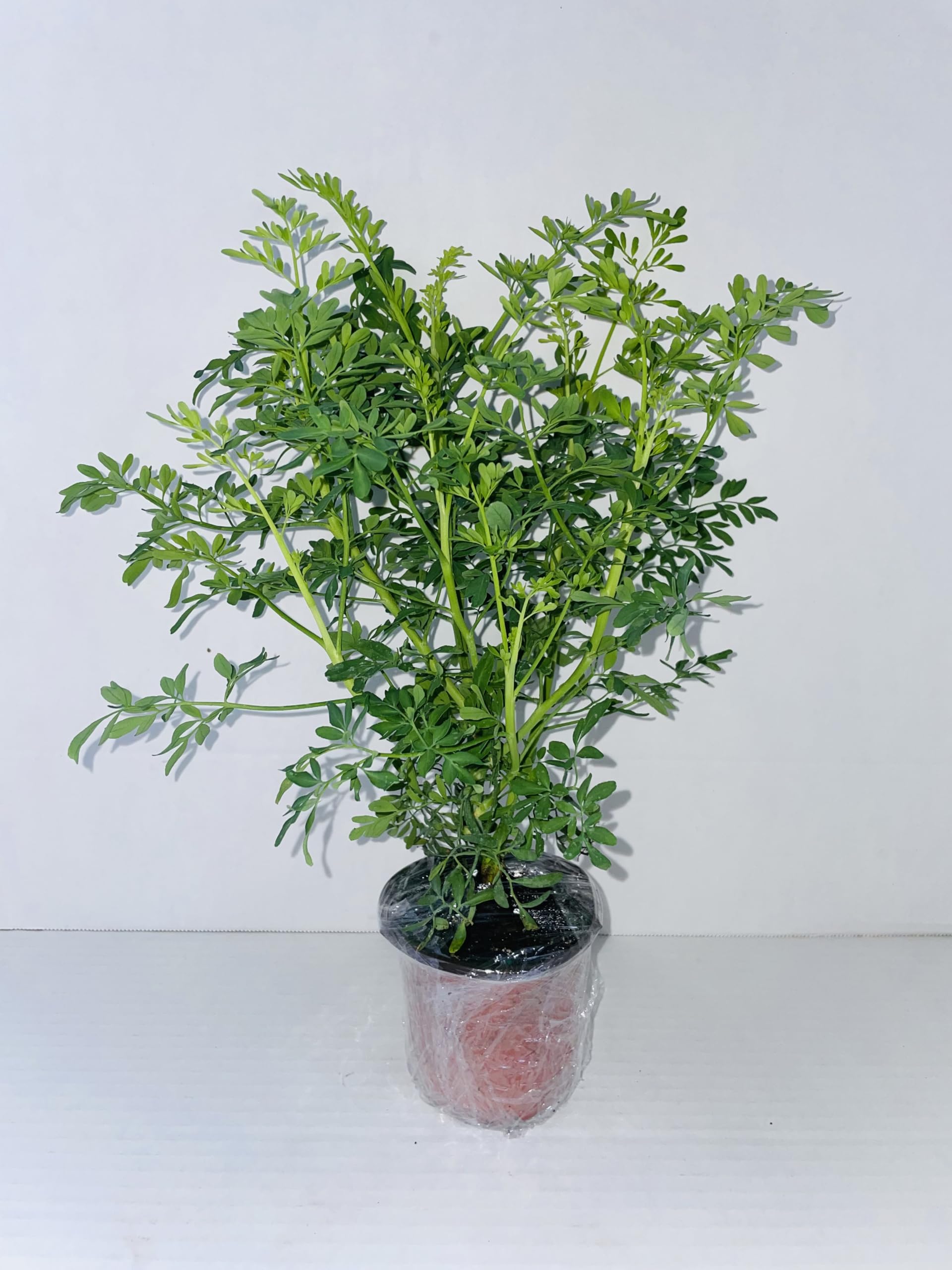 Two (2) Large Live Rue Herb Plants. Big, Healthy, Ready to Grow. Premium Plants, 4” to 8” Tall, in 4” pots. Non GMO. No Neonicotinoids. Edible