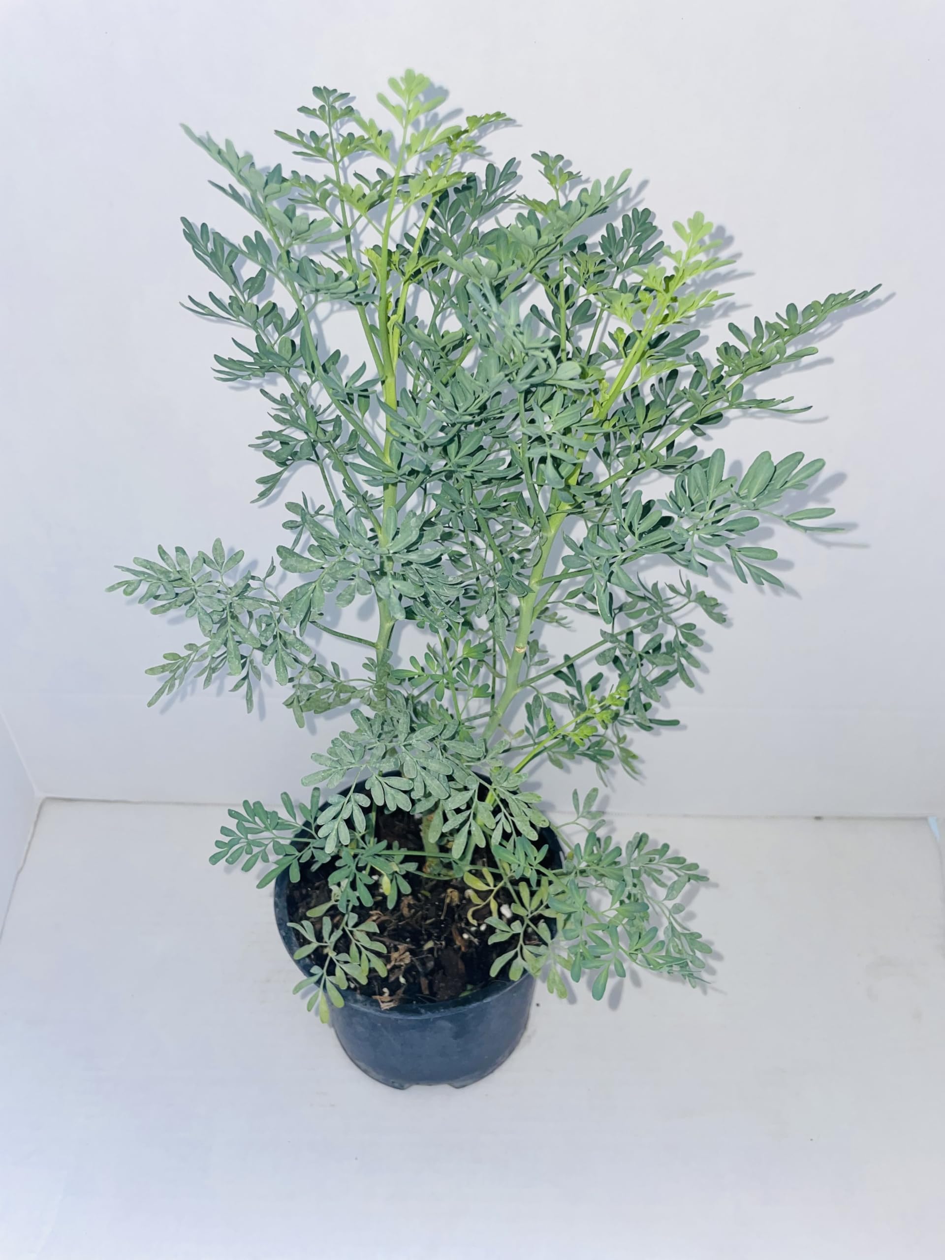 Ruda rue Full Plant with Root 12 inches in a 6 inches Pot