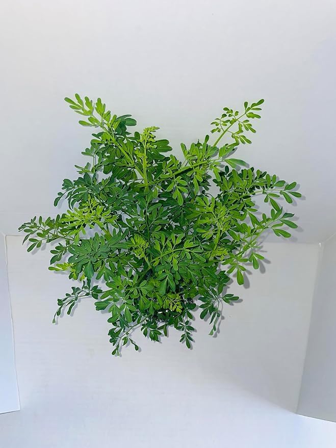 9EzTropical - Ruda Plant - Common Rue (Ruta graveolens) Herb of Grace - Ship in 3" Pot