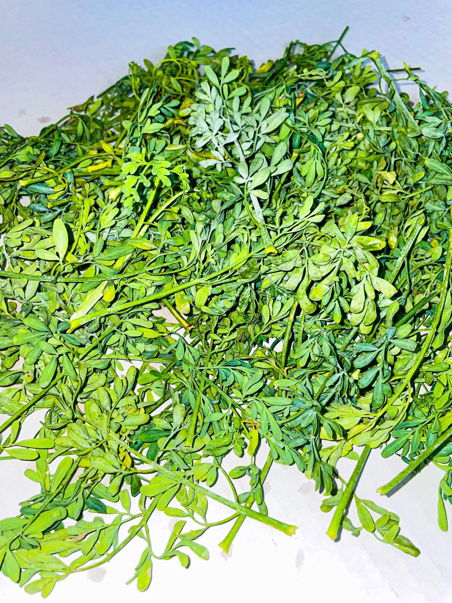 Rue Leaf Cutting