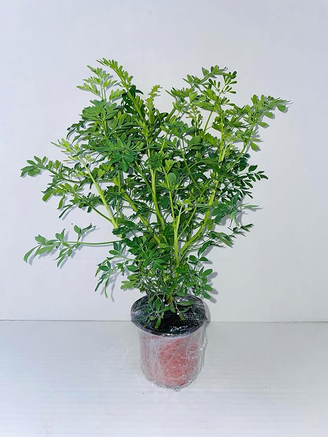 9EzTropical - Ruda Plant - Common Rue (Ruta graveolens) Herb of Grace - Ship in 3" Pot