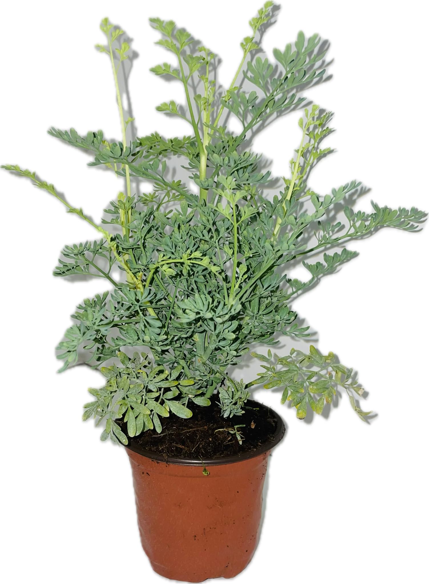 Botanica la Marina RUDA RUE Full Plant with rooth, green