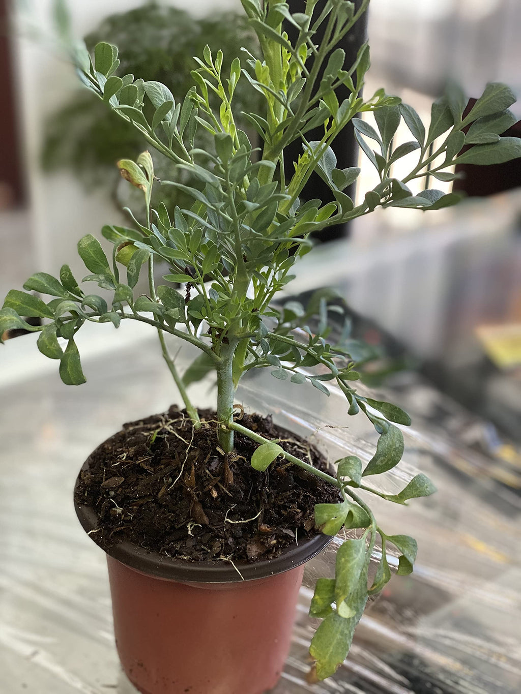 botanica las americas ruda rue Full Plant with Root, GREEN