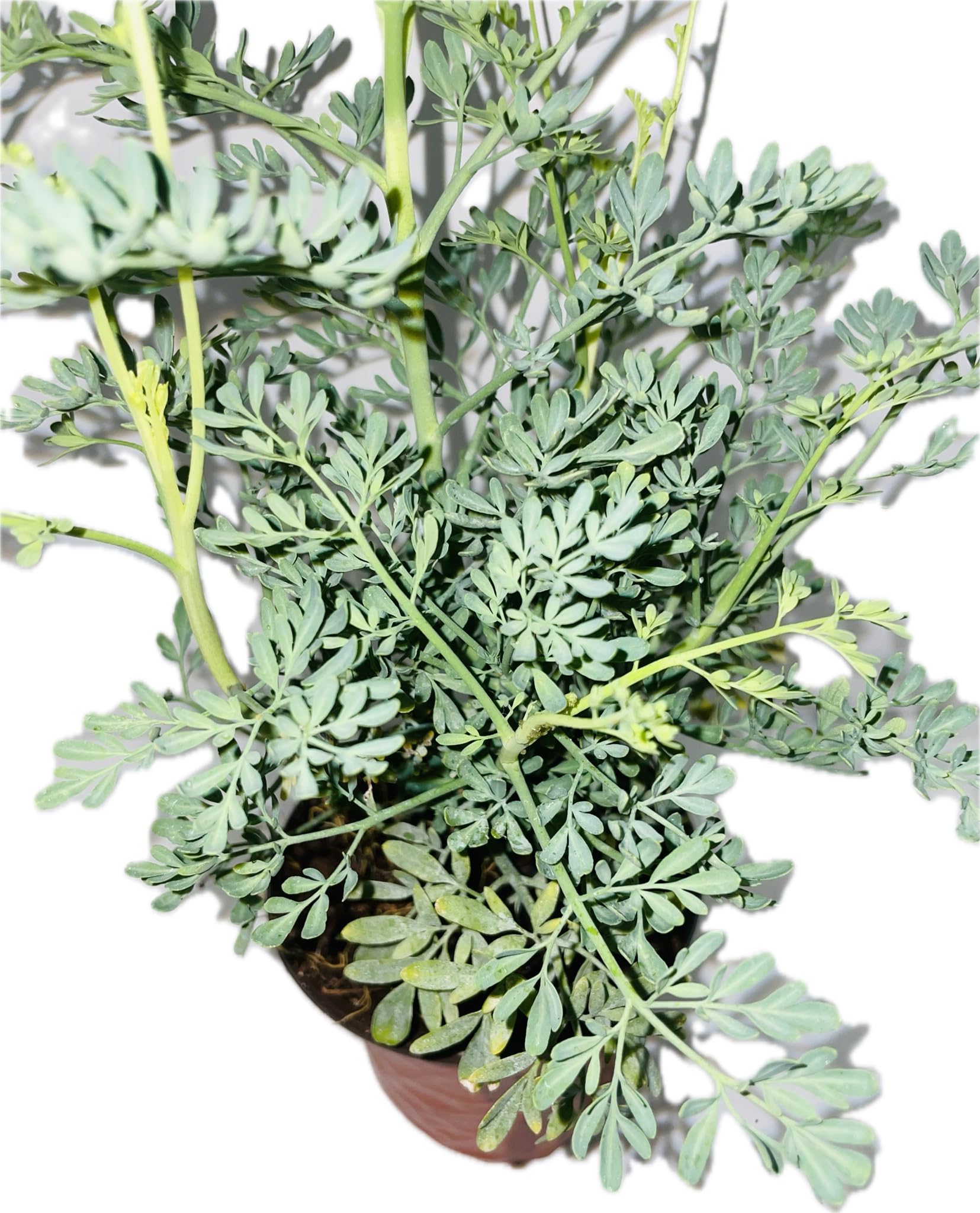 Botanica la Marina RUDA RUE Full Plant with rooth, green