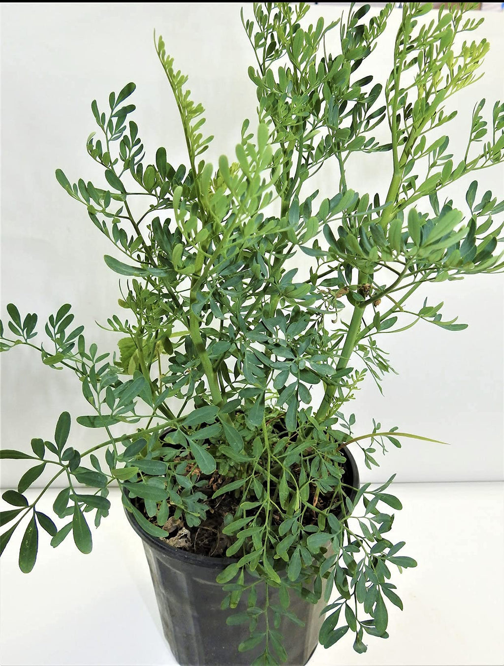 botanica las americas ruda rue Full Plant with Root, GREEN